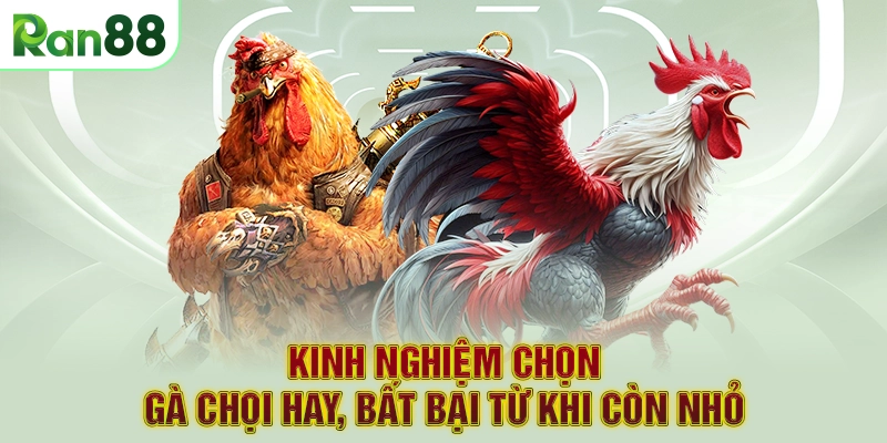 Kinh Nghiệm Chọn Gà Chọi Hay, Bất Bại Từ Khi Còn Nhỏ