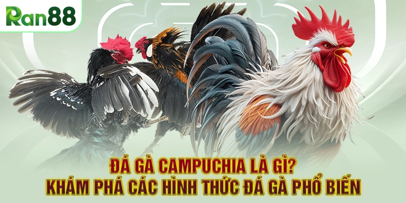 Đá Gà Campuchia Là Gì? Khám Phá Các Hình Thức Đá Gà Phổ Biến