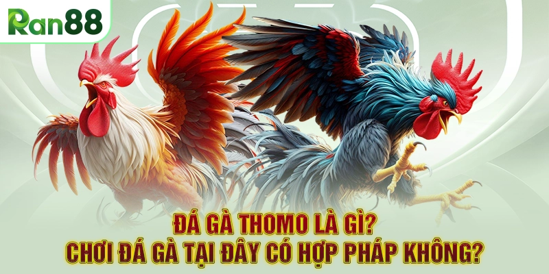 Đá Gà Thomo là gì? Chơi đá gà tại đây có hợp pháp không?