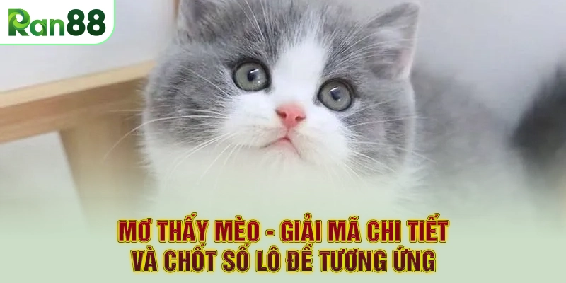 Mơ Thấy Mèo - Giải Mã Chi Tiết Và Chốt Số Lô Đề Tương Ứng