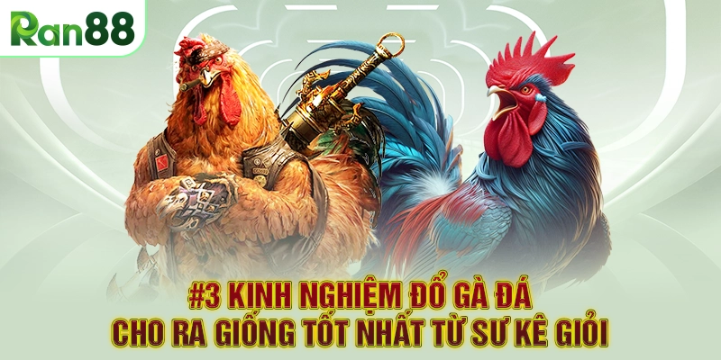 #3 kinh nghiệm đổ gà đá cho ra giống tốt nhất từ sư kê giỏi
