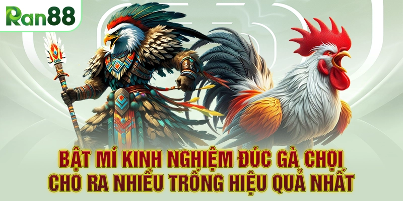 Bật mí kinh nghiệm đúc gà chọi cho ra nhiều trống hiệu quả nhất