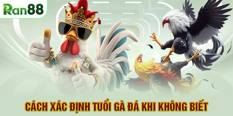 Cách xác định tuổi gà đá khi không biết