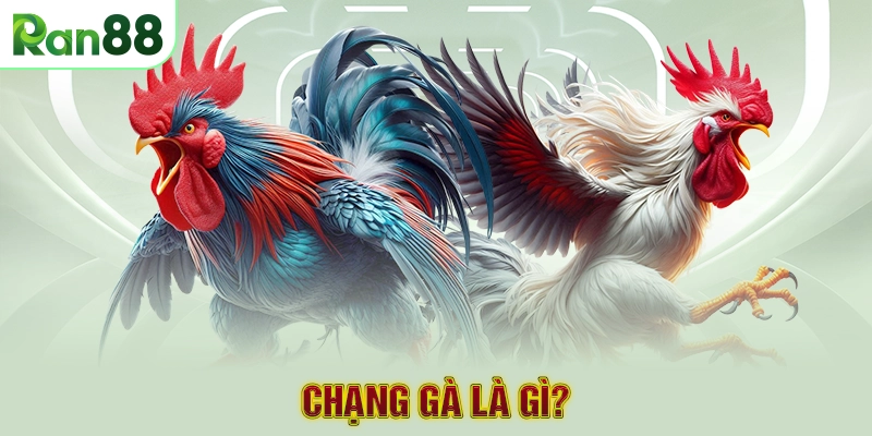 Chạng gà là gì?