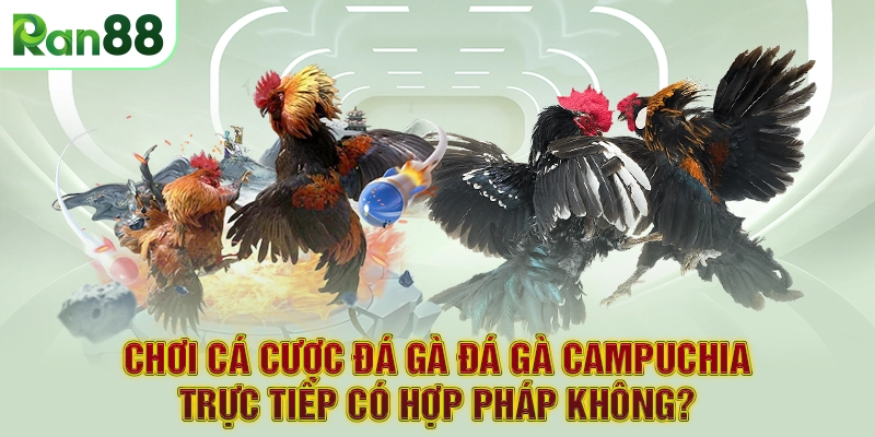 Chơi cá cược đá gà Đá Gà Campuchia trực tiếp có hợp pháp không?