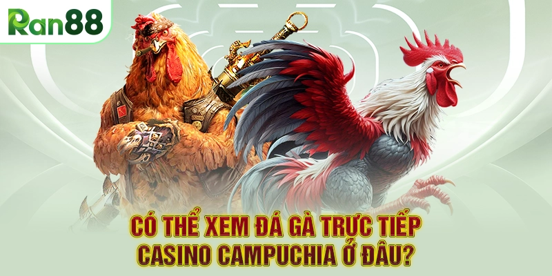 Có thể xem đá gà trực tiếp Casino Campuchia ở đâu?