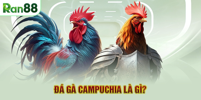 Đá Gà Campuchia là gì?