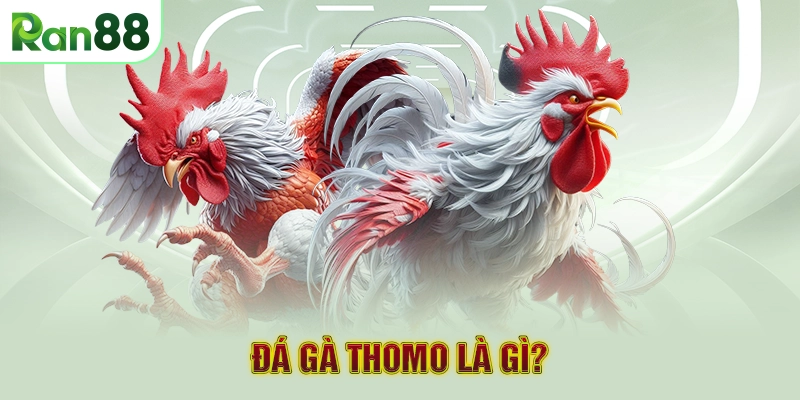 Đá Gà Thomo là gì?