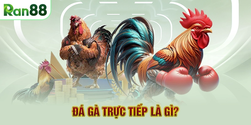 Đá gà trực tiếp là gì?