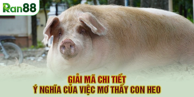 Giải mã chi tiết ý nghĩa của việc mơ thấy con heo