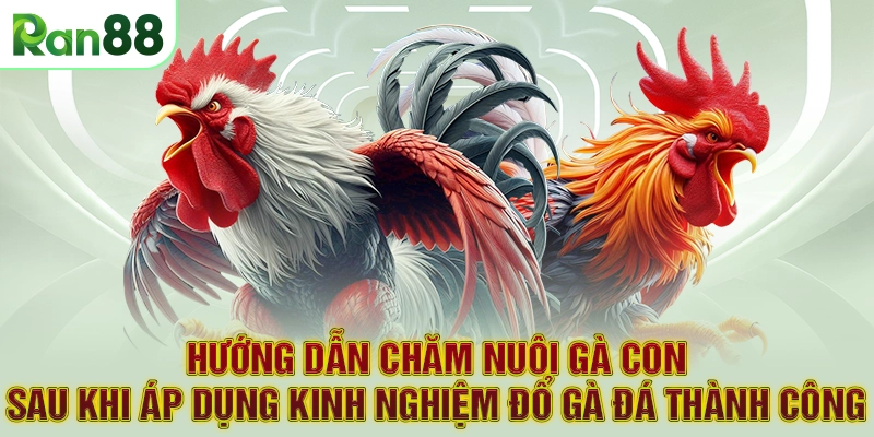 Hướng dẫn chăm nuôi gà con sau khi áp dụng kinh nghiệm đổ gà đá thành công