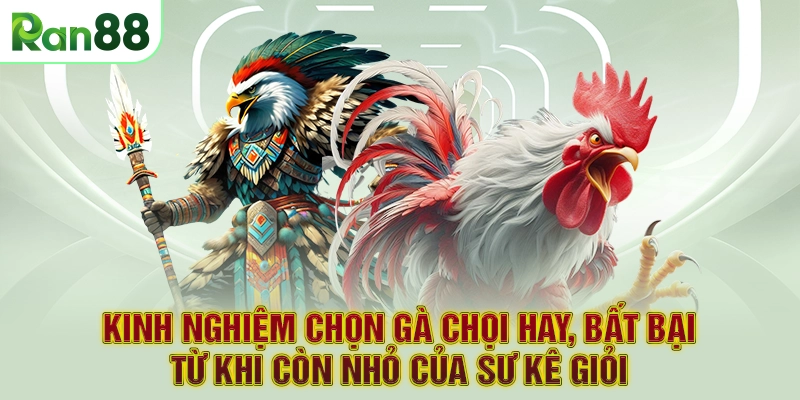 Tại sao nên áp dụng kinh nghiệm chọn gà chọi hay từ khi còn nhỏ?