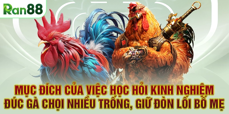 Mục đích của việc học hỏi kinh nghiệm đúc gà chọi nhiều trống, giữ đòn lối bố mẹ