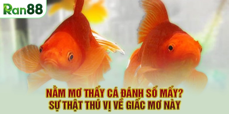 Nằm Mơ Thấy Cá Đánh Số Mấy? Sự Thật Thú Vị Về Giấc Mơ Này