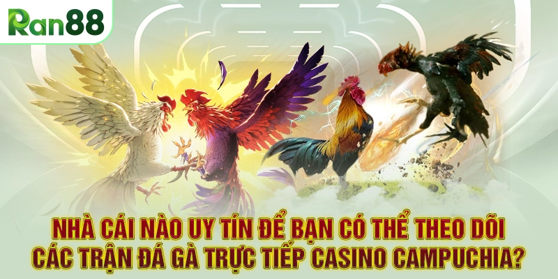Nhà cái nào uy tín để bạn có thể theo dõi các trận đá gà trực tiếp Casino Campuchia?