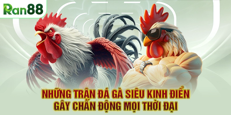 Những Trận Đá Gà Siêu Kinh Điển Gây Chấn Động Mọi Thời Đại