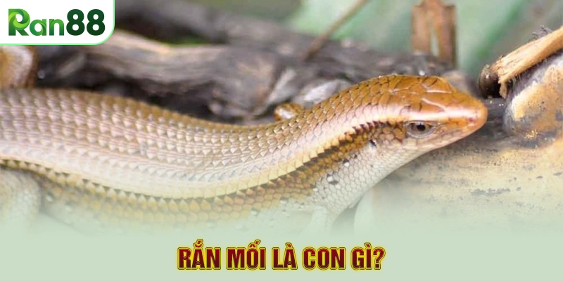 Rắn mối là con gì?