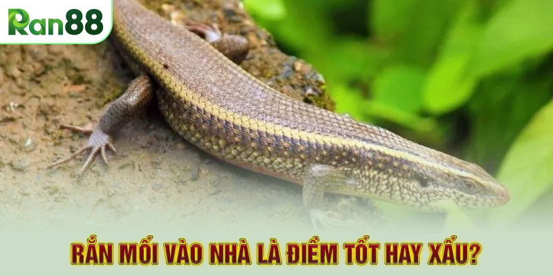 Rắn mối vào nhà là điềm tốt hay xấu?