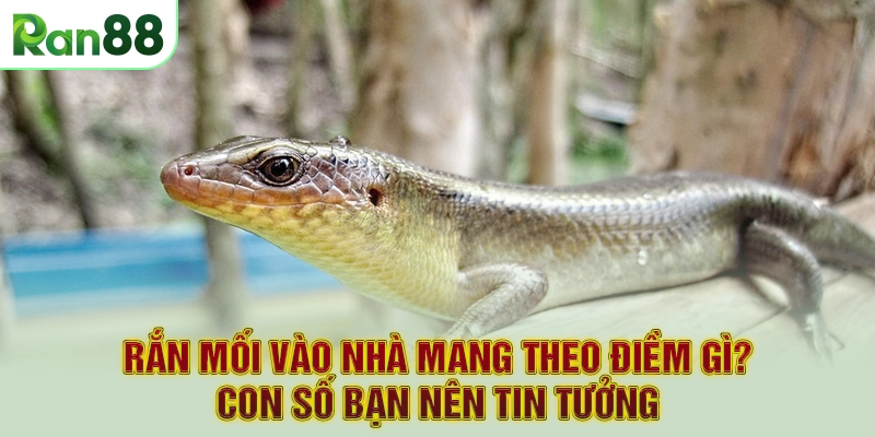 Rắn Mối Vào Nhà Mang Theo Điềm Gì? Con Số Bạn Nên Tin Tưởng