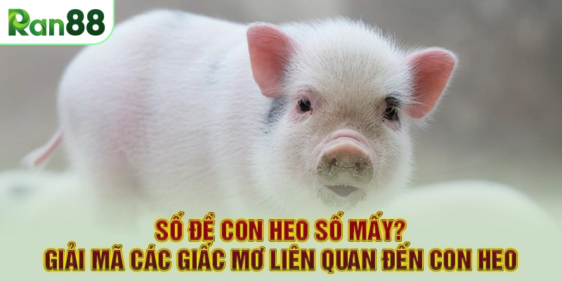 Số đề con heo số mấy? Giải mã các giấc mơ liên quan đến con heo