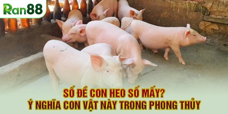 Số Đề Con Heo Số Mấy? Ý Nghĩa Con Vật Này Trong Phong Thủy
