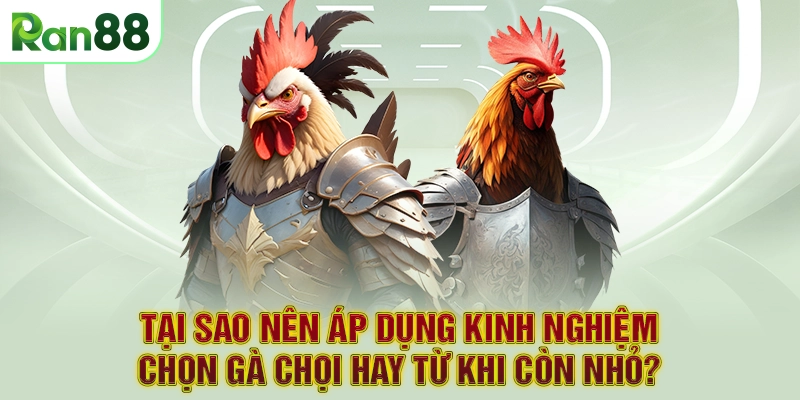Kinh nghiệm chọn gà chọi hay, bất bại từ khi còn nhỏ của sư kê giỏi