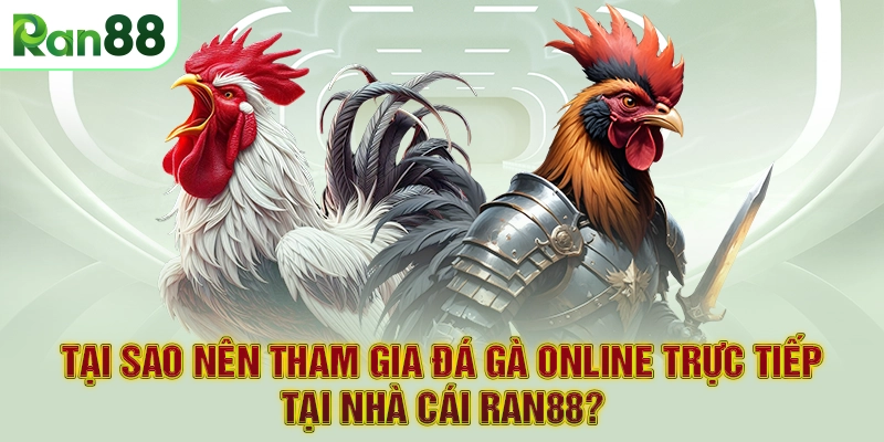Tại sao nên tham gia đá gà online trực tiếp tại nhà cái RAN88?