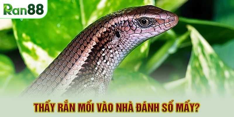 Thấy rắn mối vào nhà đánh số mấy?