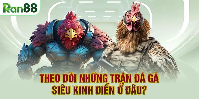 Theo dõi những trận đá gà siêu kinh điển ở đâu?