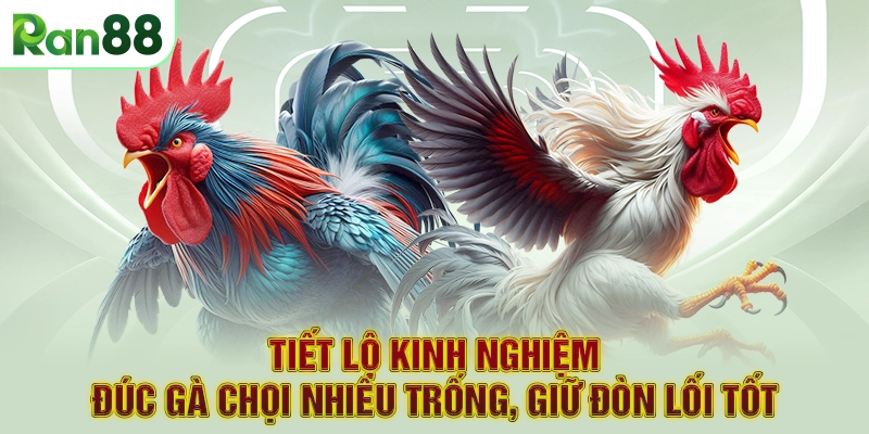 Tiết Lộ Kinh Nghiệm Đúc Gà Chọi Nhiều Trống, Giữ Đòn Lối Tốt