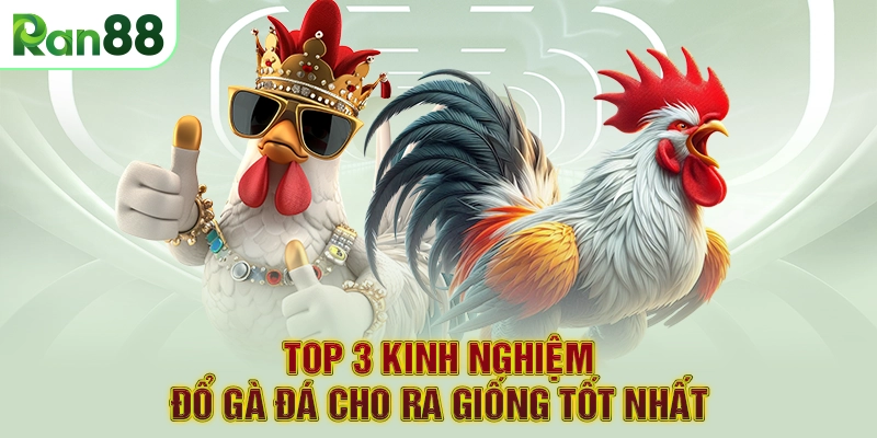 TOP 3 Kinh Nghiệm Đổ Gà Đá Cho Ra Giống Tốt Nhất
