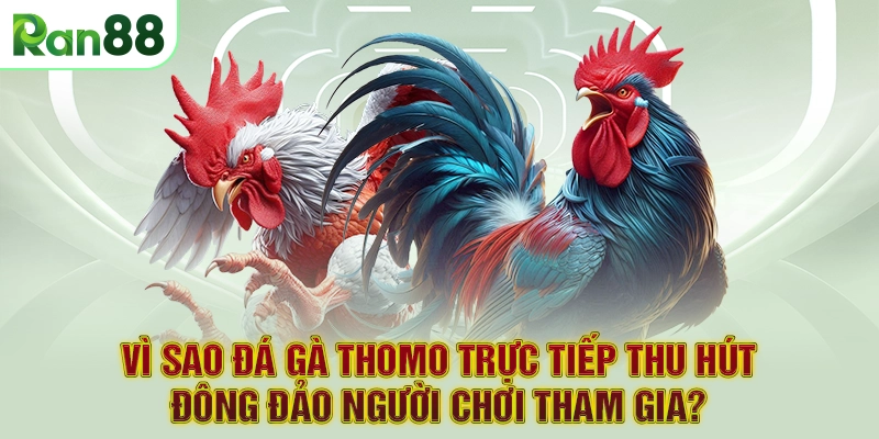Vì sao Đá Gà Thomo trực tiếp thu hút đông đảo người chơi tham gia?